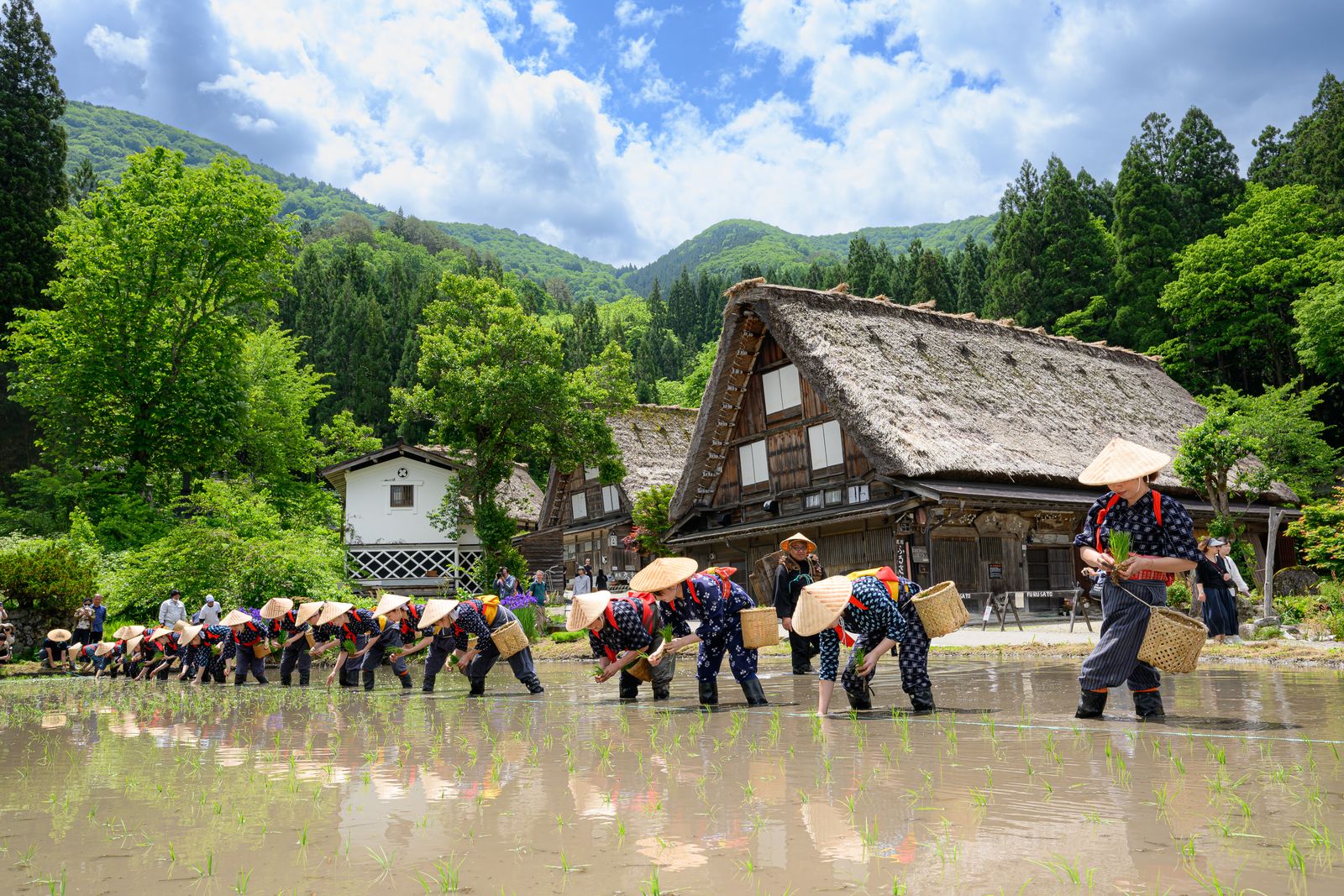 合掌造りの前で行われる田植え